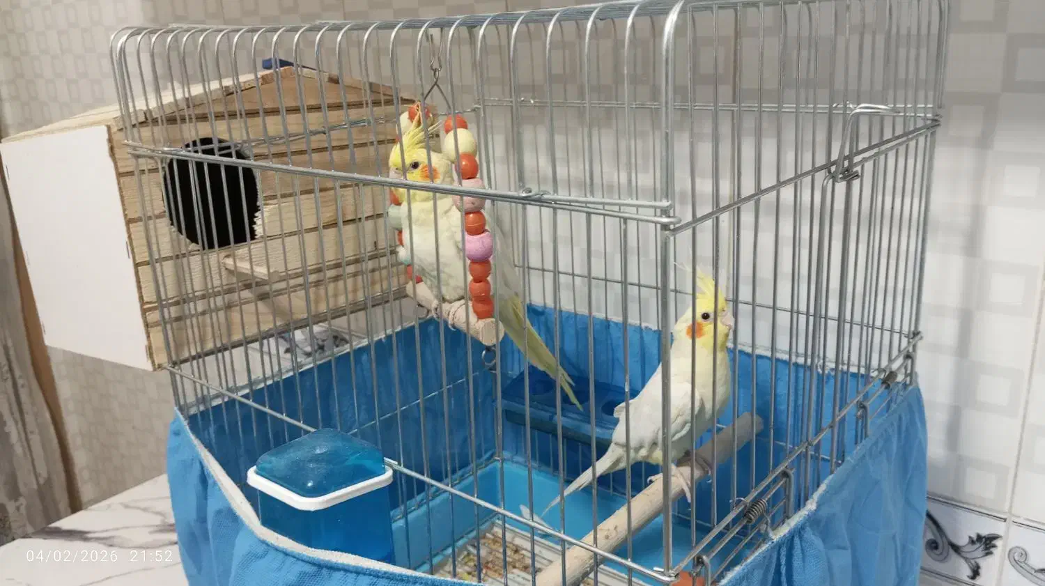 عروس هلندی|پرنده|پاکدشت, پاکدشت (مامازند)|دیوار