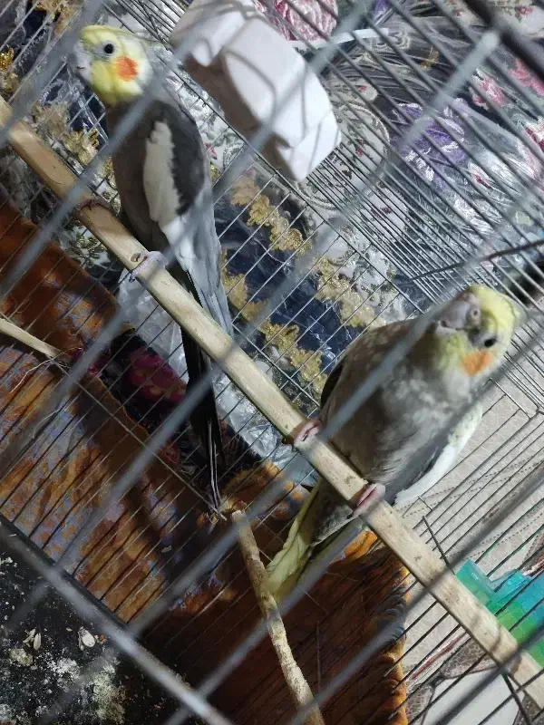 جفت عروس دستی باهوش|پرنده|سراوان, |دیوار