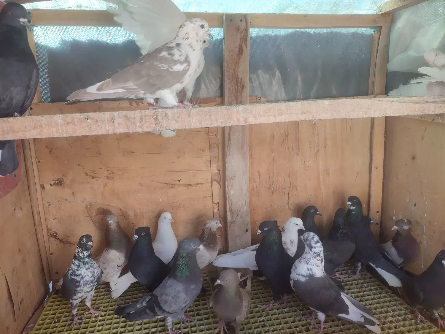 کبوتر|پرنده|ورامین, خیر آباد|دیوار