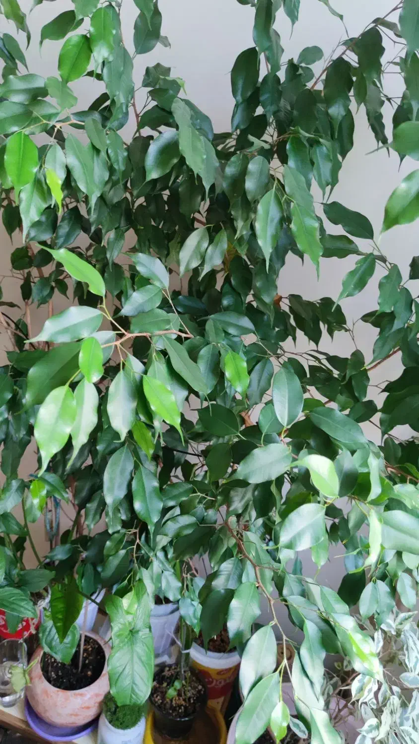 ۳ تا گلدان نهال بنجامین ۱۷۰ سانتی|گل و گیاه طبیعی|تهران, عباسآباد|دیوار