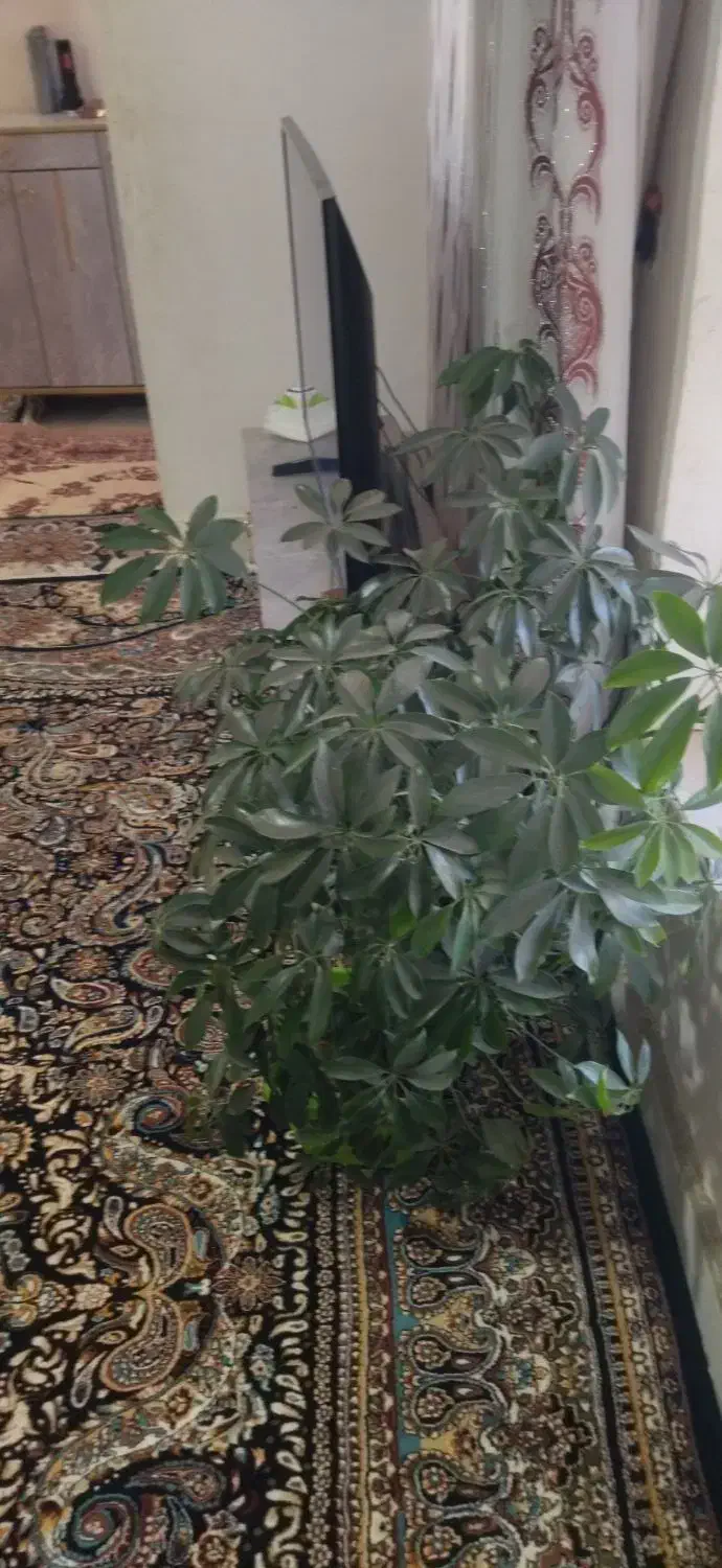 گل شفلرا|گل و گیاه طبیعی|کارزان, |دیوار