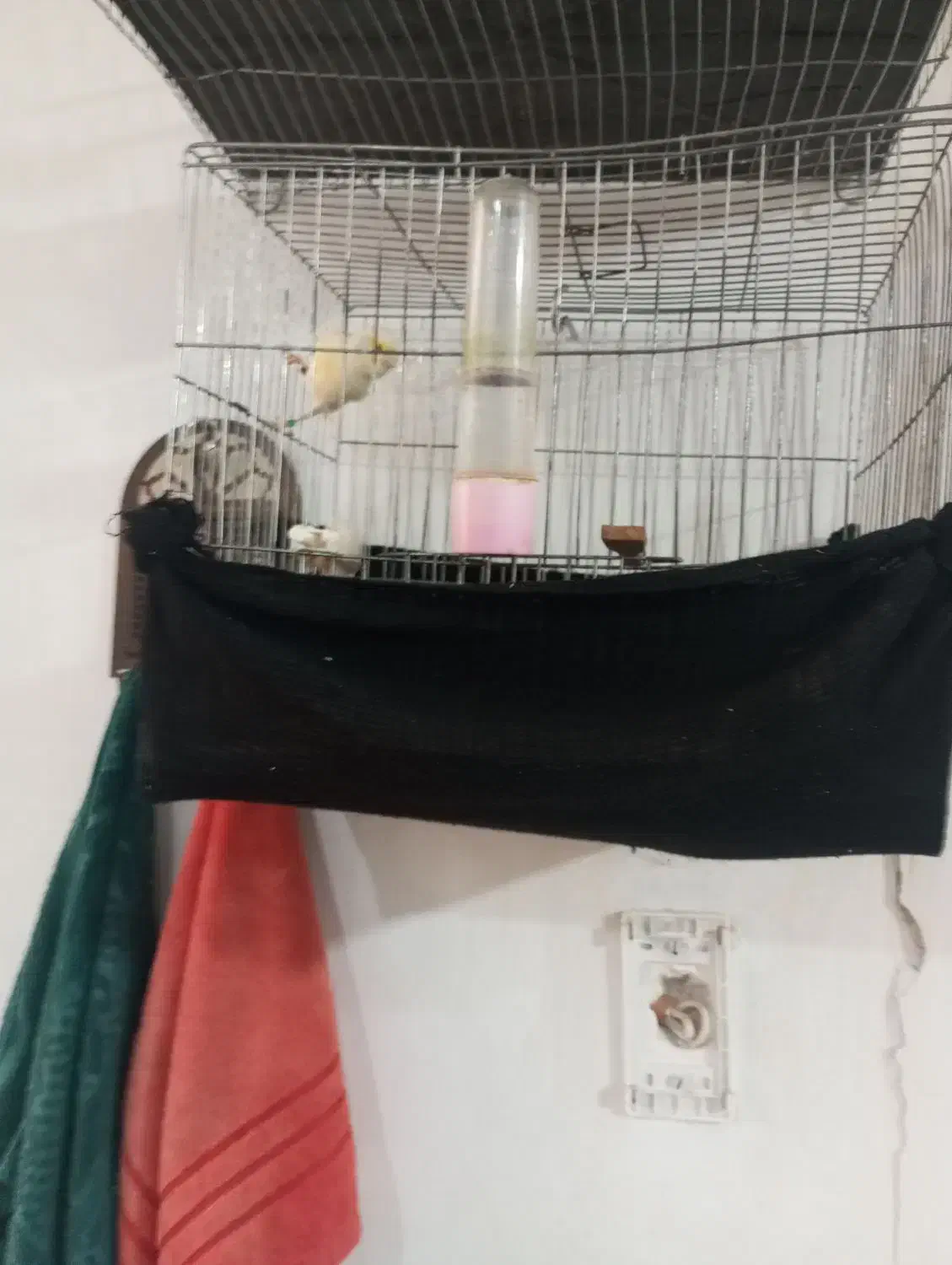 قناری ماده معاوضه با نر|پرنده|الوند, |دیوار