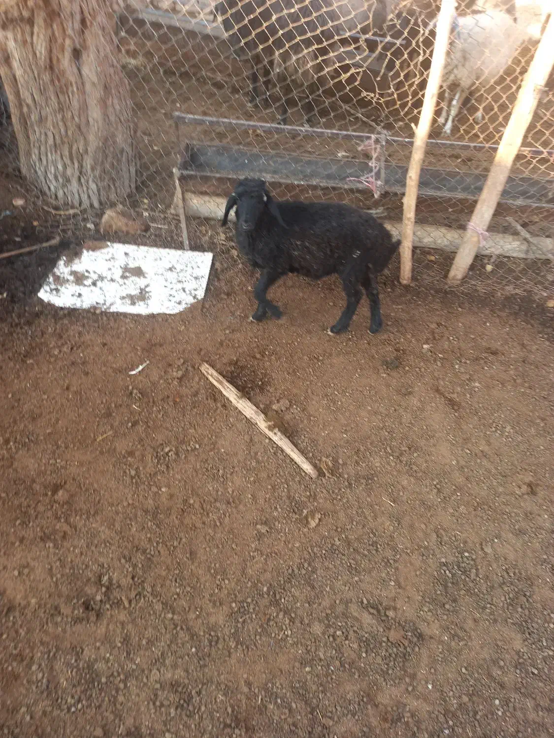 بره ( بز میش قوچ)|حیوانات مزرعه|جوادآباد, |دیوار