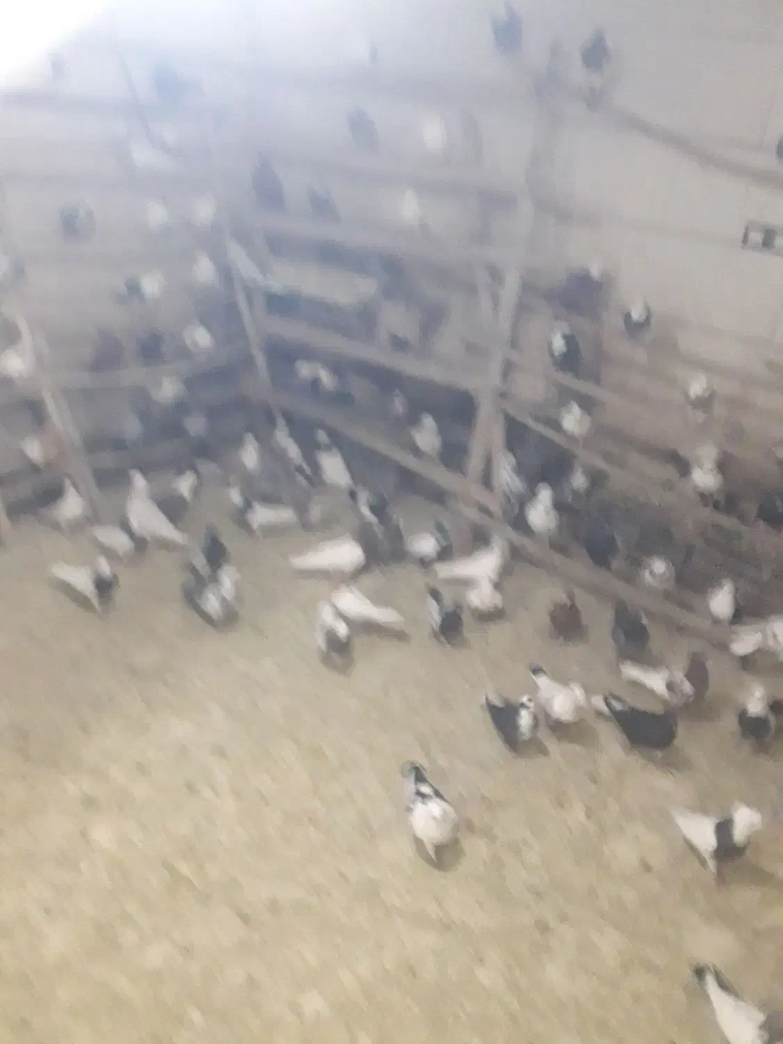 انواع کبوتر|پرنده|سنندج, |دیوار