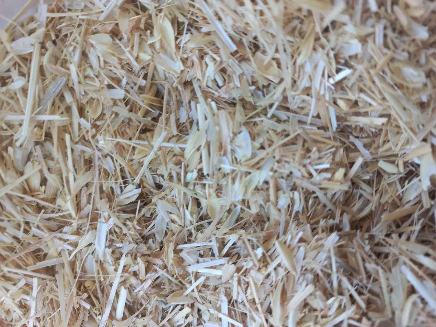 کاه‌گندم‌خوشه|عمده‌فروشی|شیراز, آبیاری|دیوار