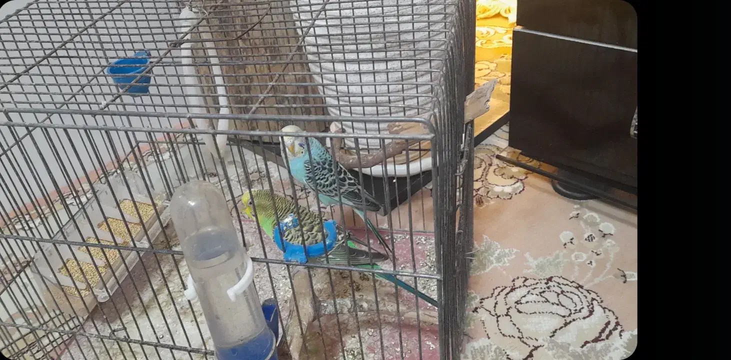 مرغ عشق ۲ عدد ماده|پرنده|قرچک, میرزائی شمالی|دیوار