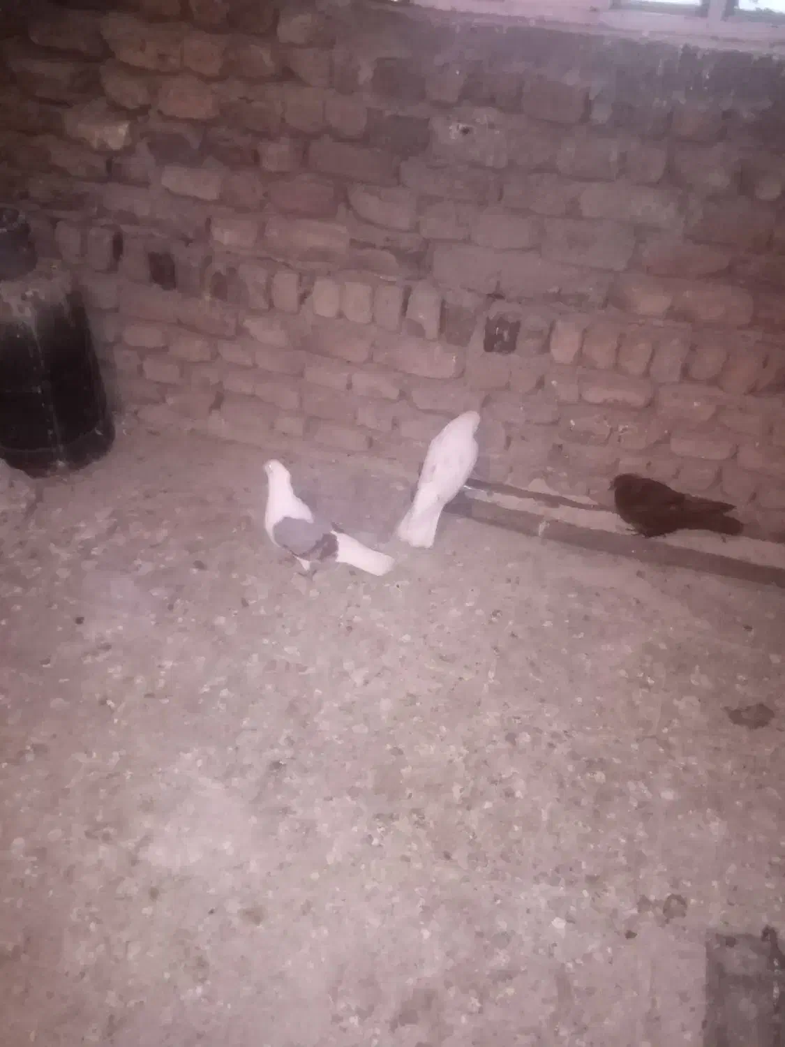 یک جفت نرو ماده|پرنده|بیرانوند, |دیوار