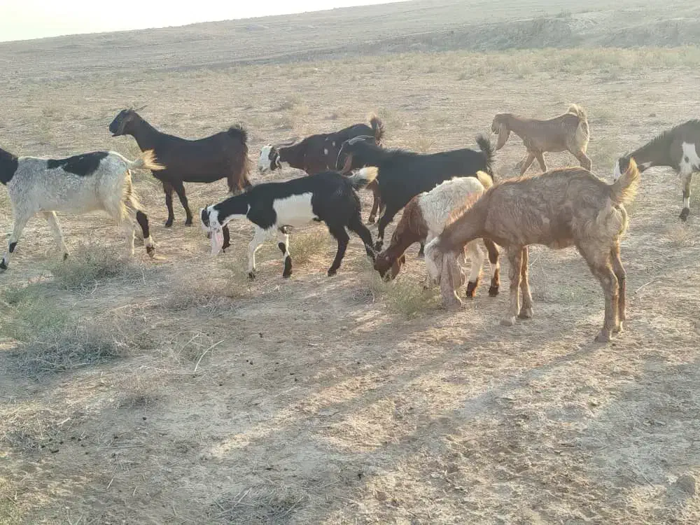 بزو بزغاله ملاثانی روستای..|حیوانات مزرعه|باوی, |دیوار