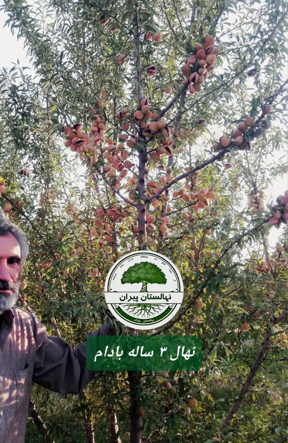 نهالستان پیران،نهال گردو ،نهال بادام ،نهال زردآلو|خدمات باغبانی و درختکاری|مراغه, |دیوار