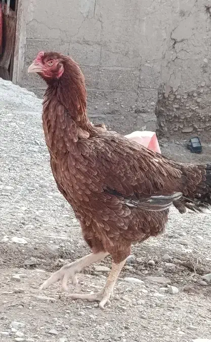 مرغ لاری|حیوانات مزرعه|زنجانرود, |دیوار