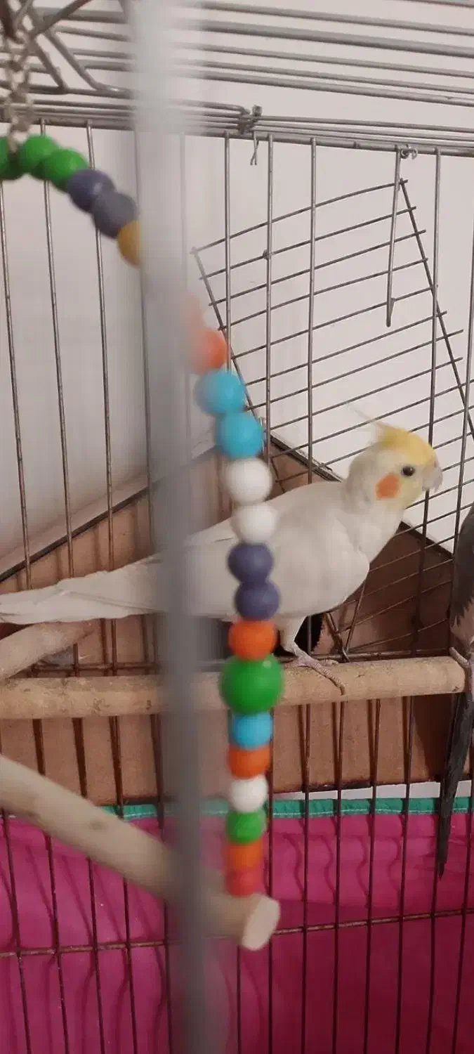 عروس هلندی ماده|پرنده|سریش آباد, |دیوار