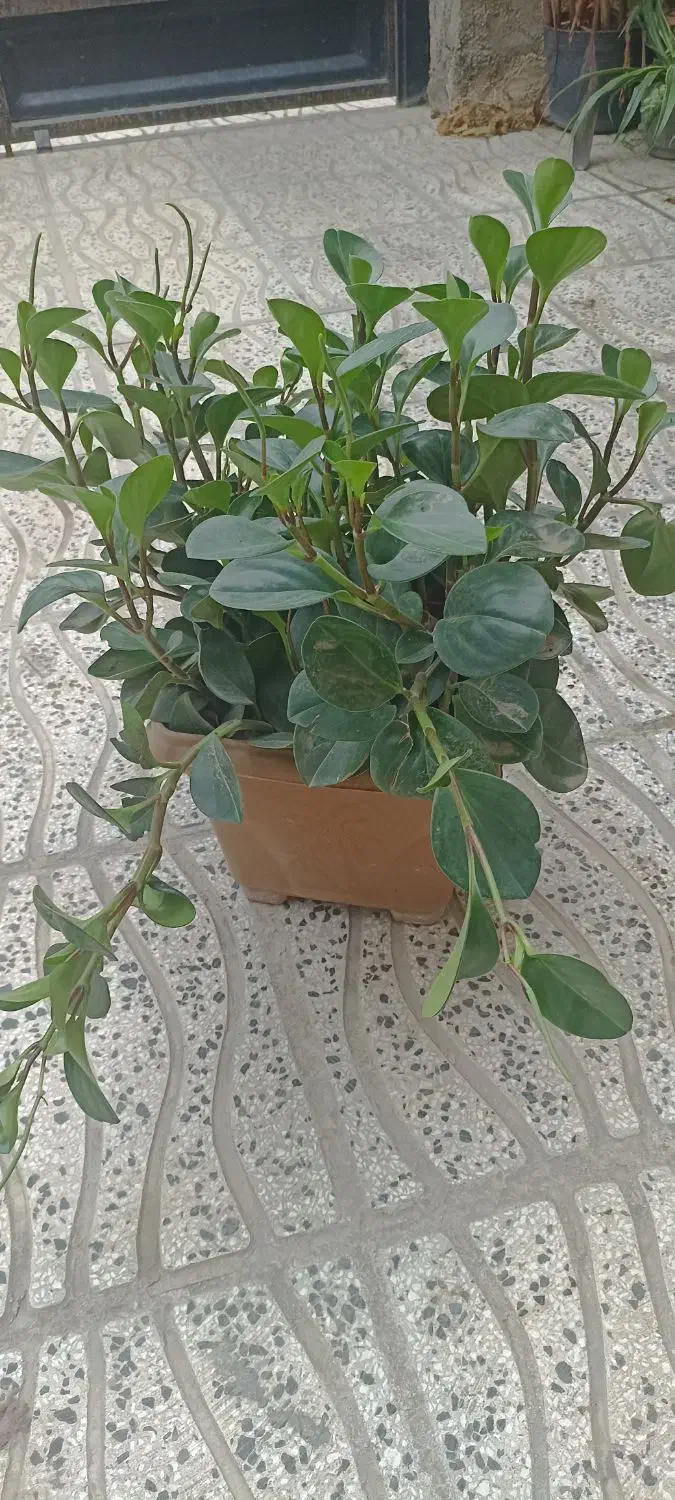 فروش انواع گل و قلمه با نازلترین قیمت|گل و گیاه طبیعی|مینودشت, |دیوار