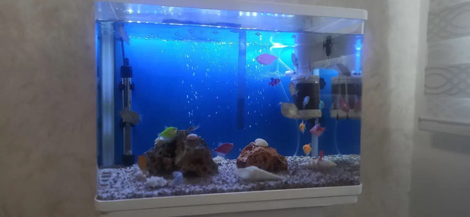 آکواریوم شیشه خم|ماهی|کرج, کلاک پایین|دیوار