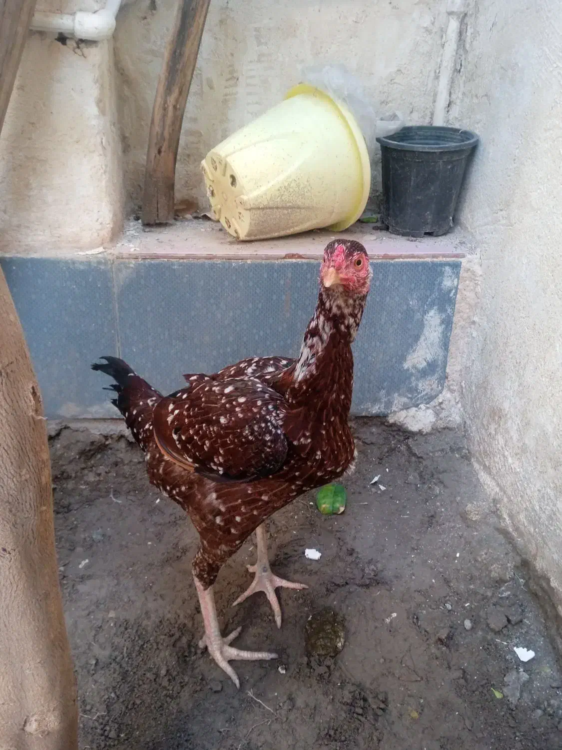 مرغ|حیوانات مزرعه|میناب, |دیوار