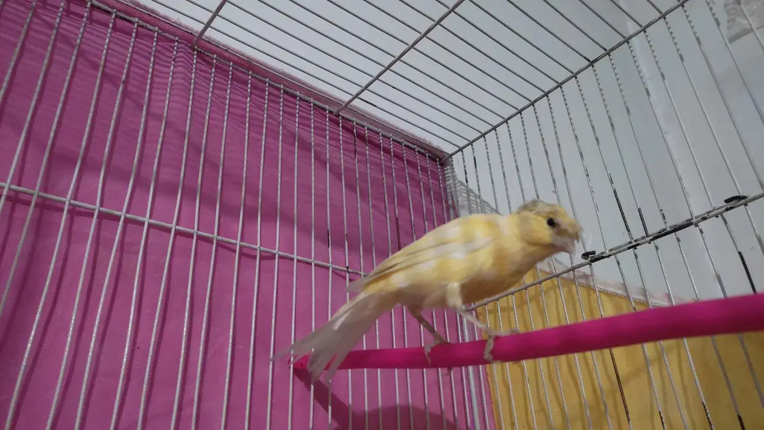 قناری ماده پرتقالی|پرنده|مشهد, امین آباد|دیوار