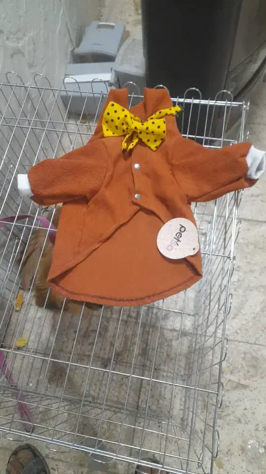 پامر اشپیتز|سگ|اقلید, |دیوار