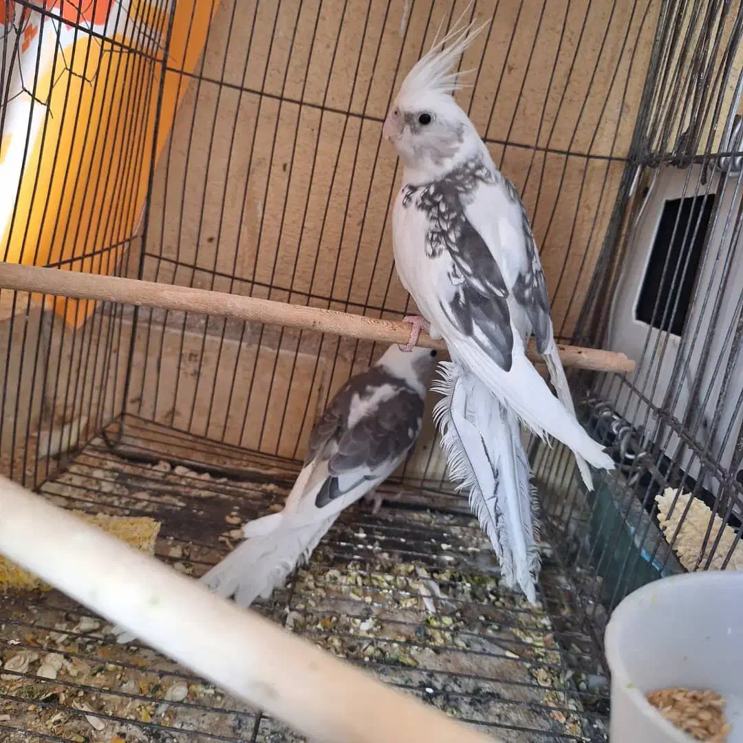 عروس هلندی|پرنده|بندرعباس, |دیوار