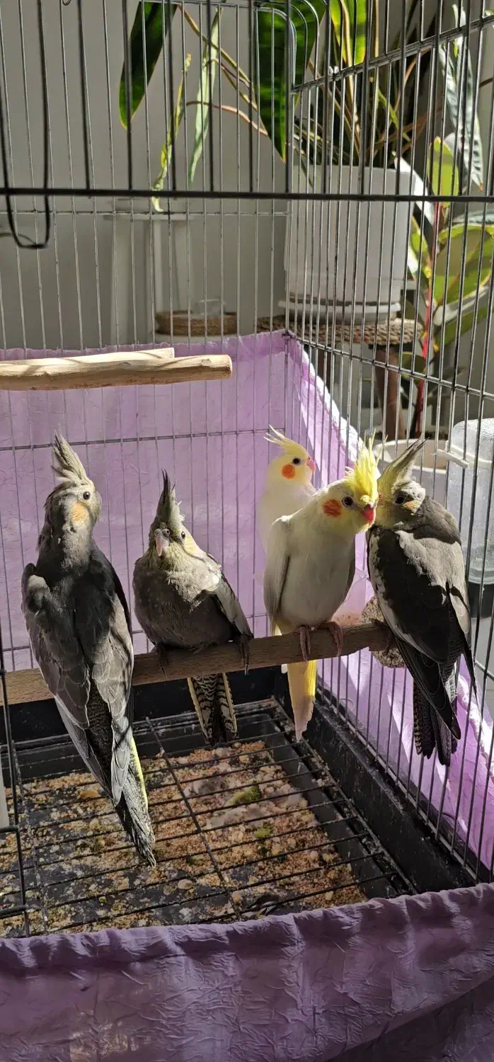 جوجه عروس هلندی|پرنده|دهلران, |دیوار