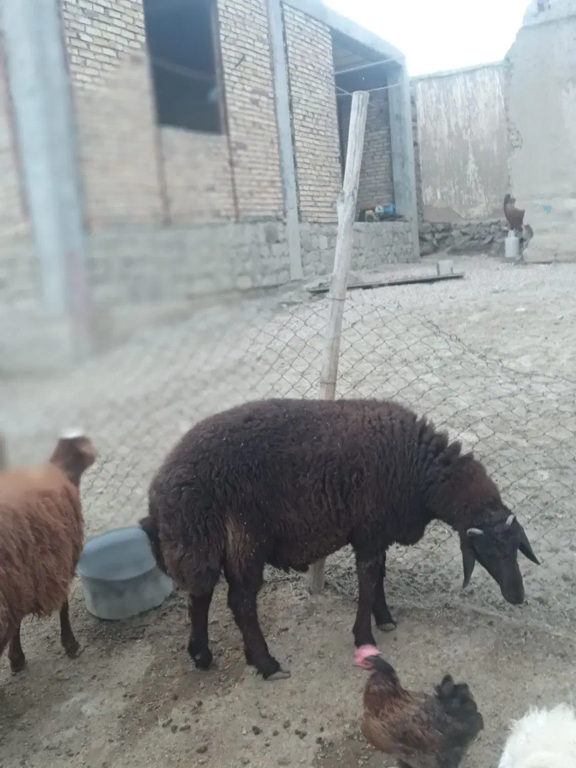 شیشک قوچ|حیوانات مزرعه|راز وجرگلان, |دیوار