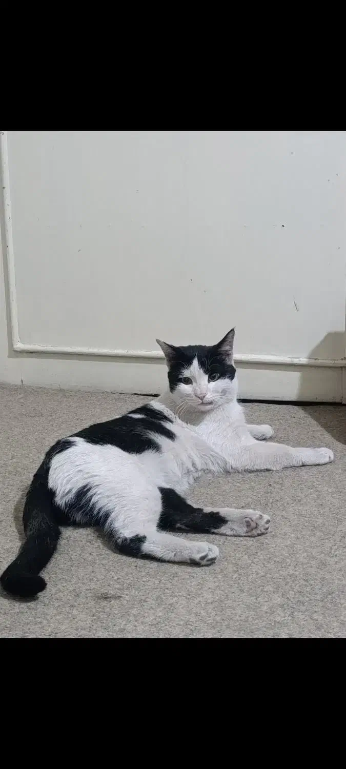 نیازمند جای امن|گربه|شیراز, اصلاح‌نژاد|دیوار