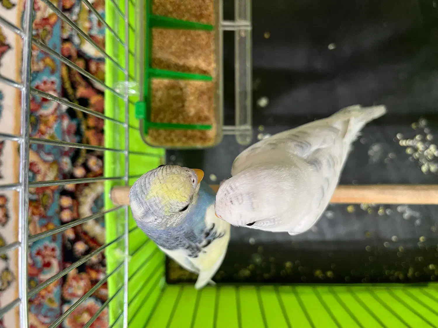 قناری .سهره. مرغ عشق|پرنده|قرچک, شهرک طلائیه|دیوار