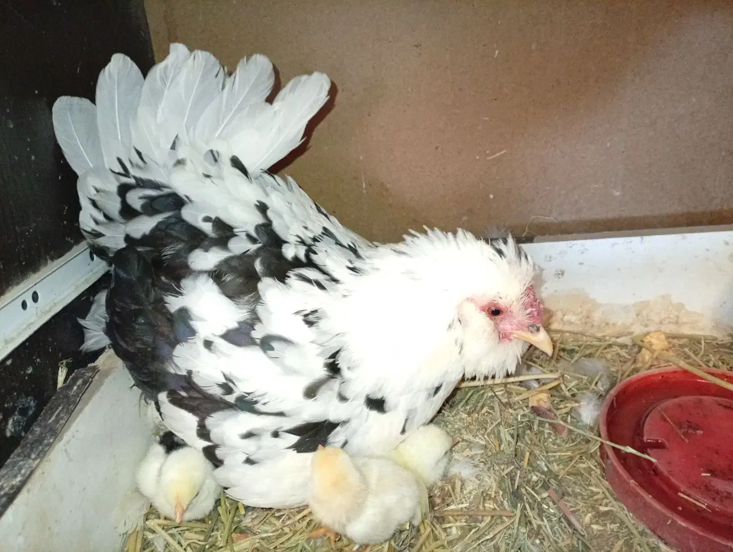 مرغ وخروس گلین|حیوانات مزرعه|قم, شهرک مهدیه|دیوار