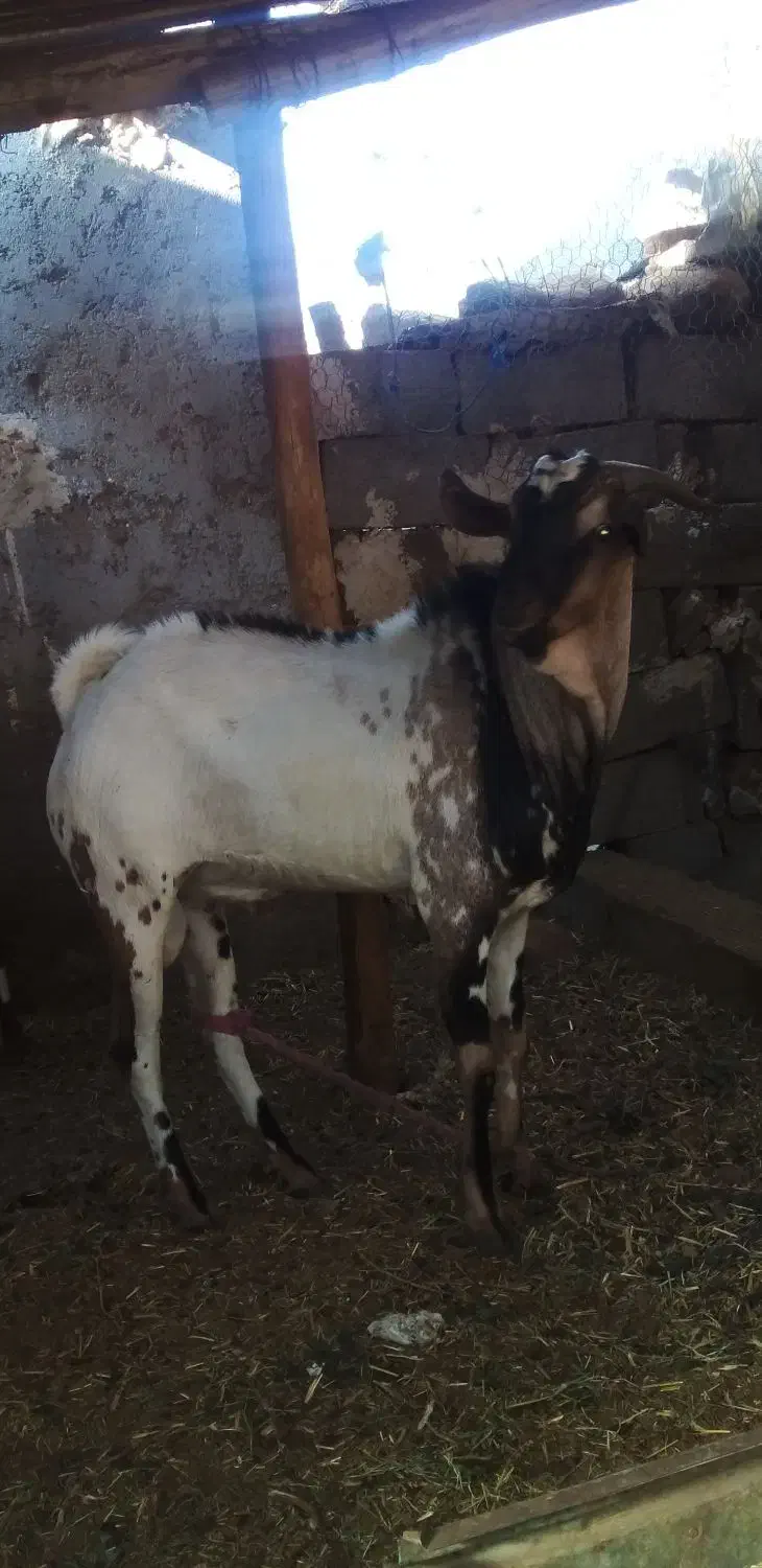 فروش نری سومال|حیوانات مزرعه|رویدر, |دیوار