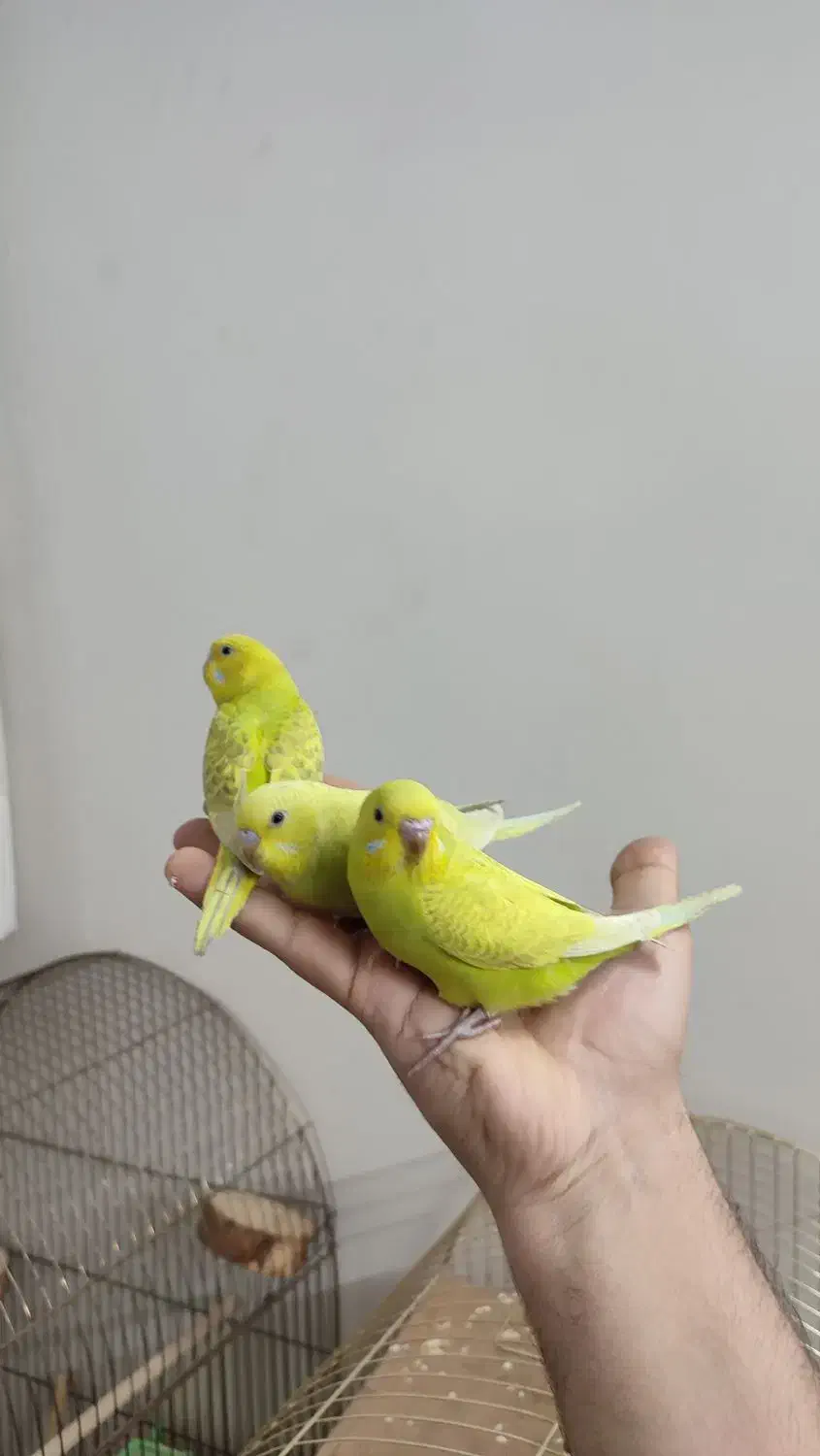 پنجتا تا مرغ عشق خونگی|پرنده|مشهد, فردوسی|دیوار