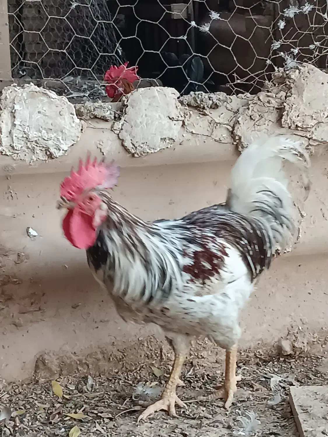 خروس گاین|حیوانات مزرعه|اهواز, بهارستان|دیوار