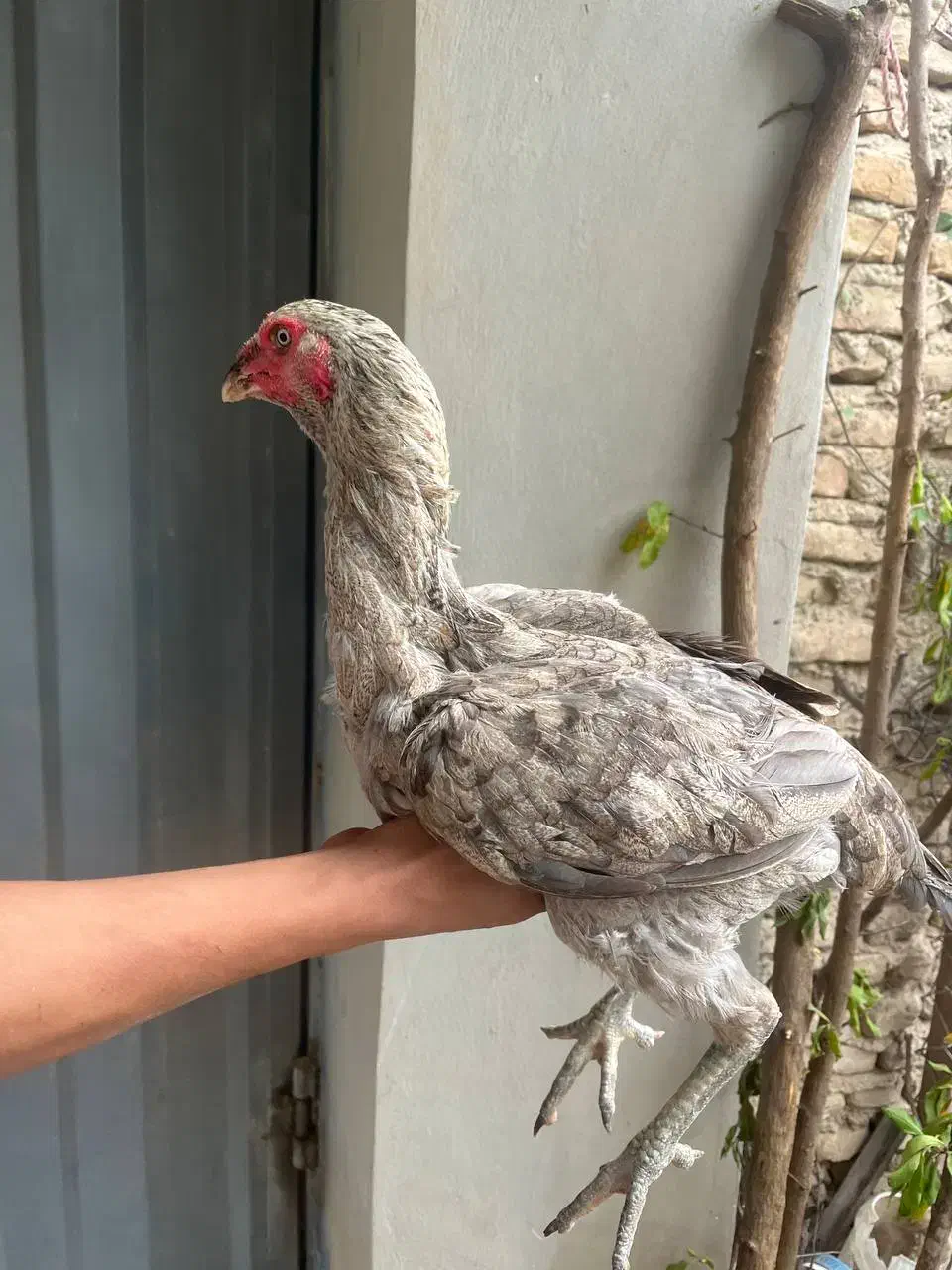 مرغ لاری درجه یک|حیوانات مزرعه|نکا, |دیوار