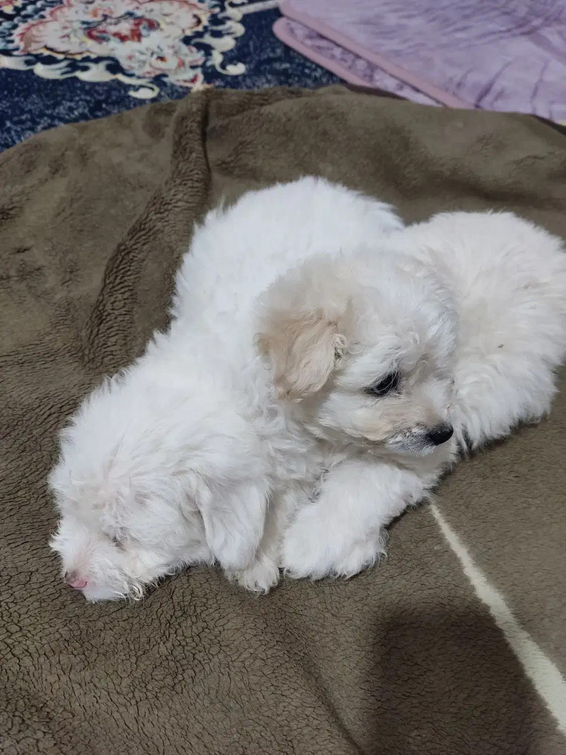 سگ کوچولو|سگ|بندرعباس, |دیوار