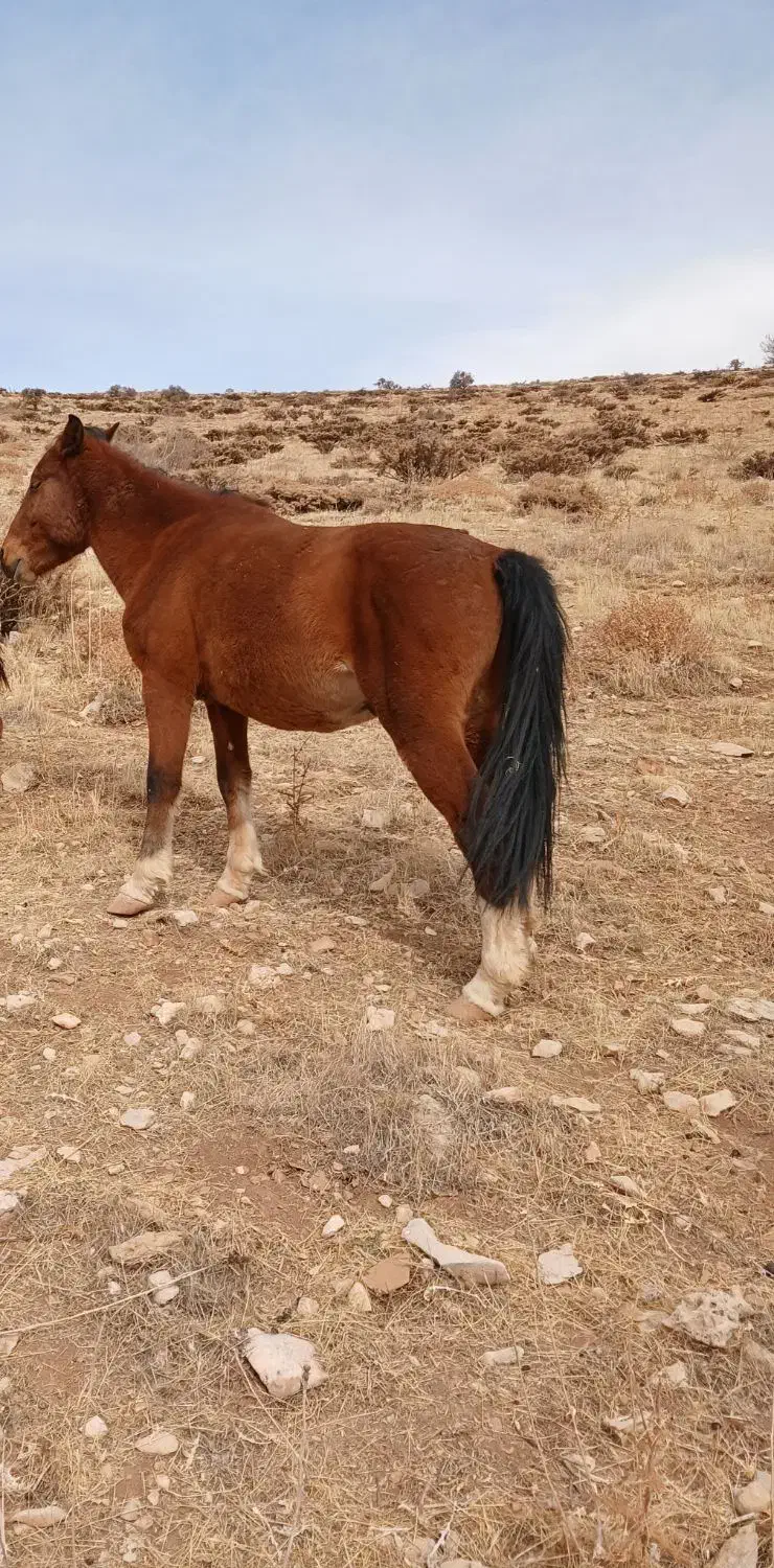 یک اسب به فروش میرسد|اسب و تجهیزات اسبسواری|فلارد, |دیوار