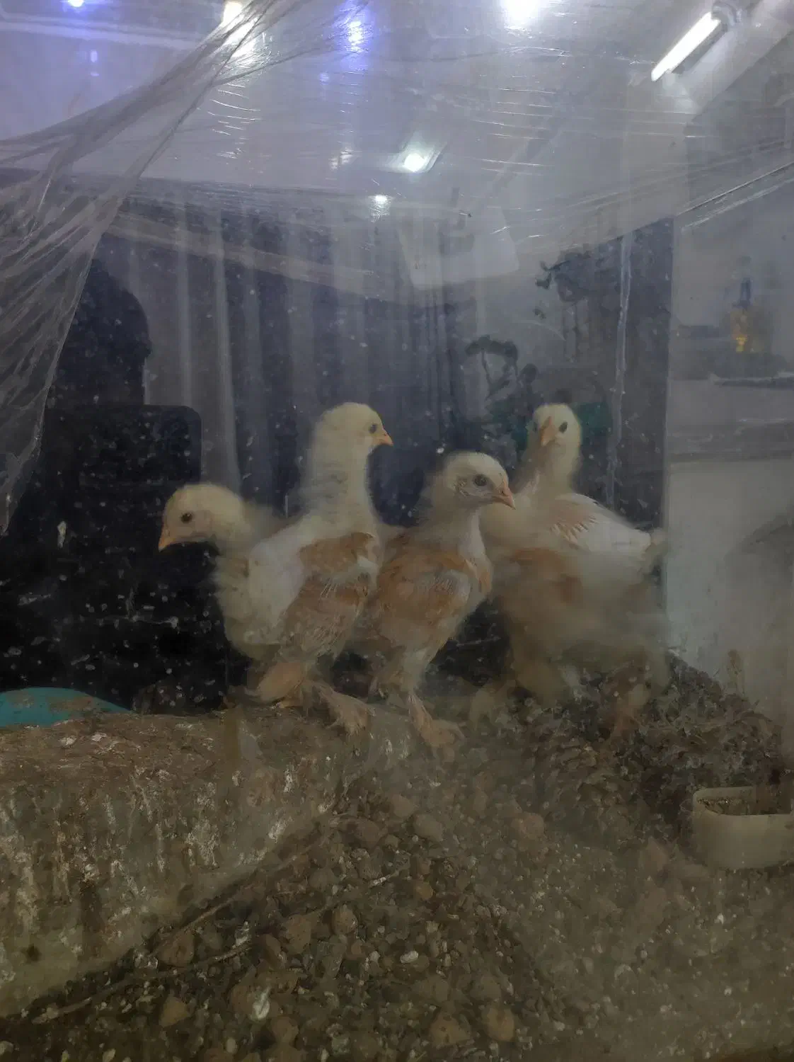 جوجه برهما|پرنده|اردکان, |دیوار