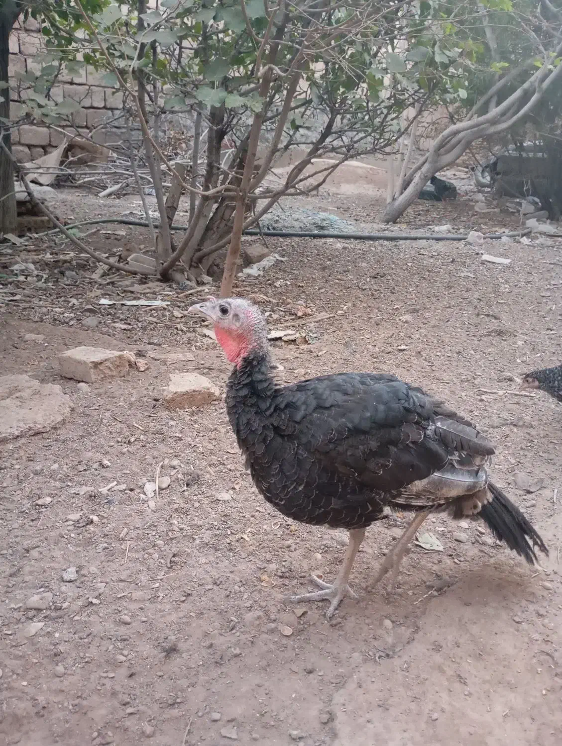 بوقلمون ،مرغ|حیوانات مزرعه|مبارکه, |دیوار