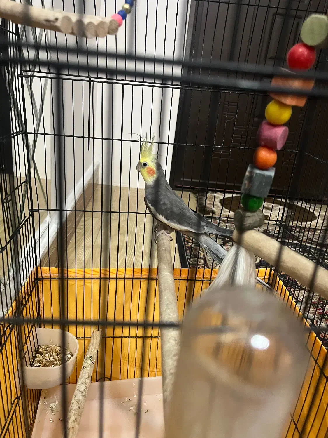 ‌عروس هلندی|پرنده|کیاشهر, |دیوار