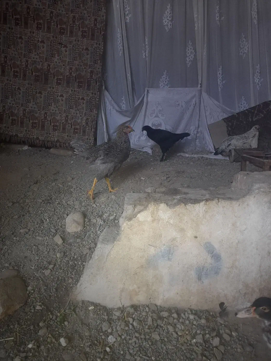 جوجه مرغ وخروس محلی اردک خارجی|حیوانات مزرعه|گرگان, |دیوار