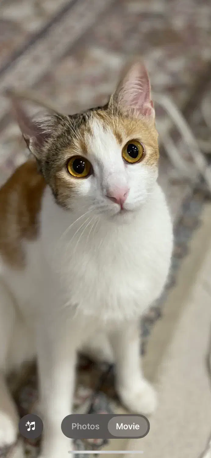 واگذاری گربه|گربه|چالوس, |دیوار