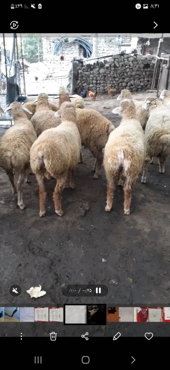 بره نر پای پروار|حیوانات مزرعه|چهاردانگه (آذربایجان), |دیوار