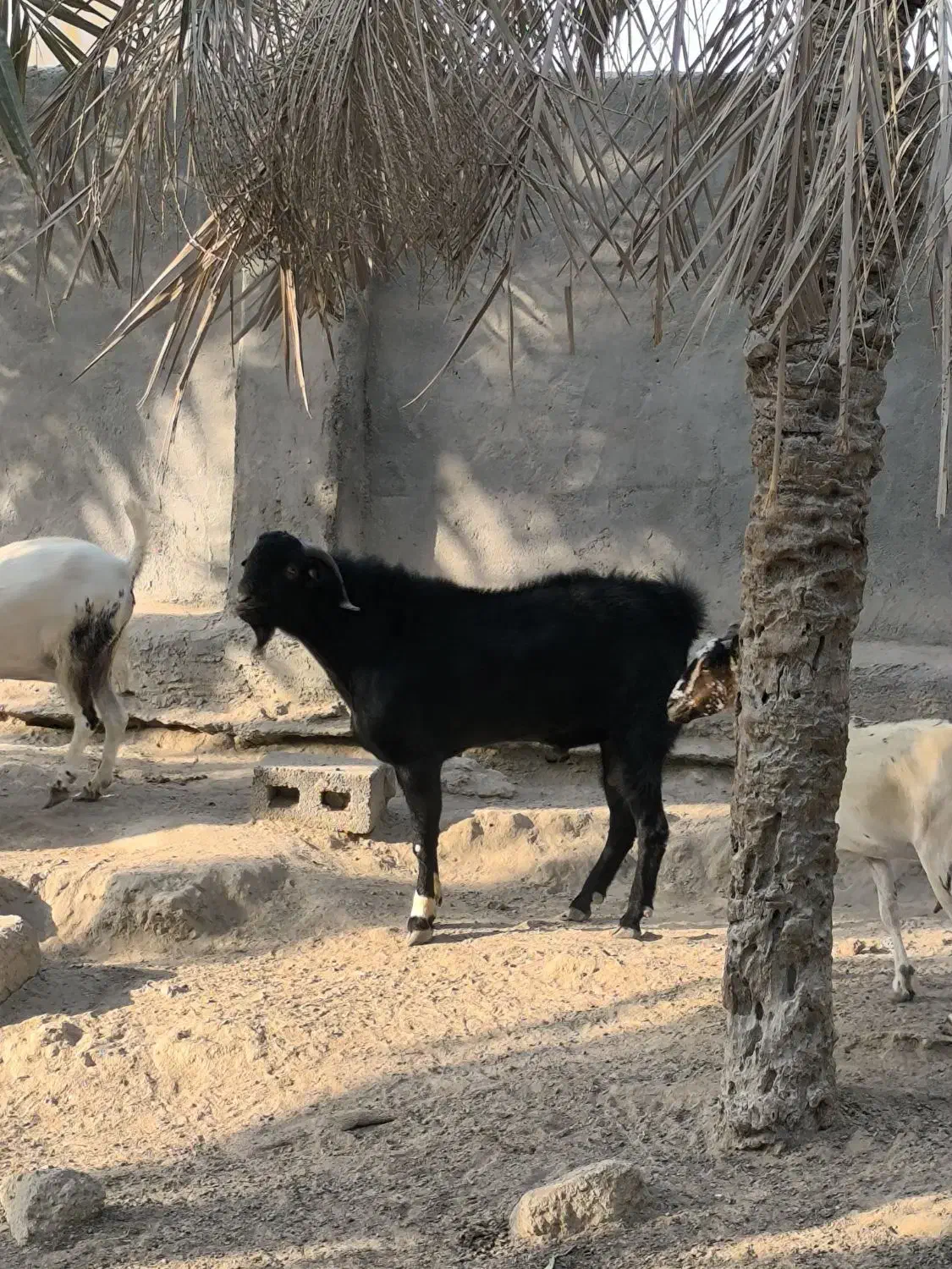 کهره نری|حیوانات مزرعه|درگهان, |دیوار