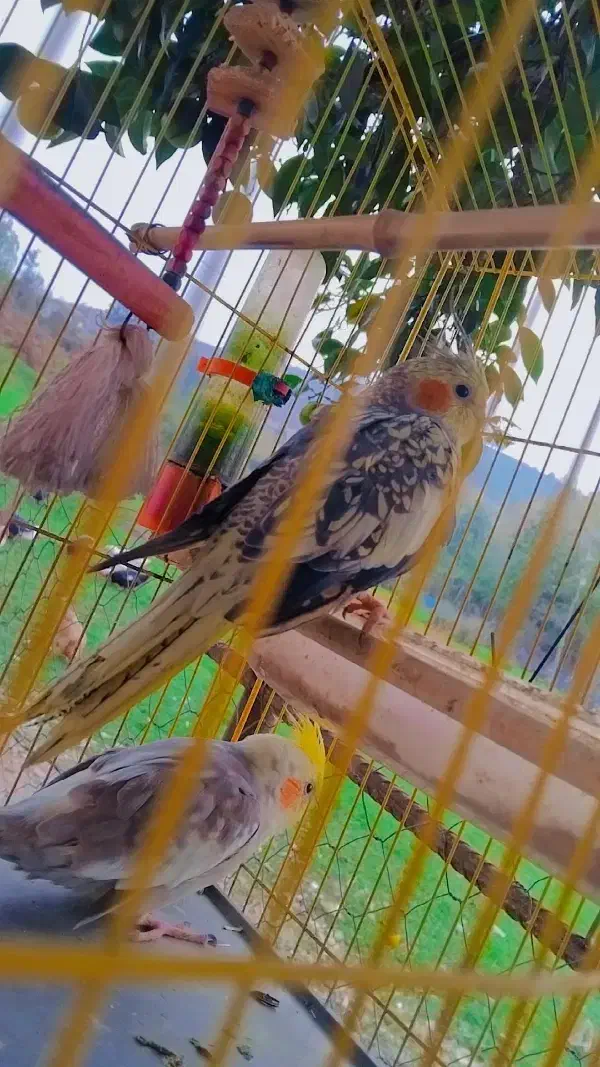 یک جفت عروس هلندی|پرنده|سیاهکل, |دیوار