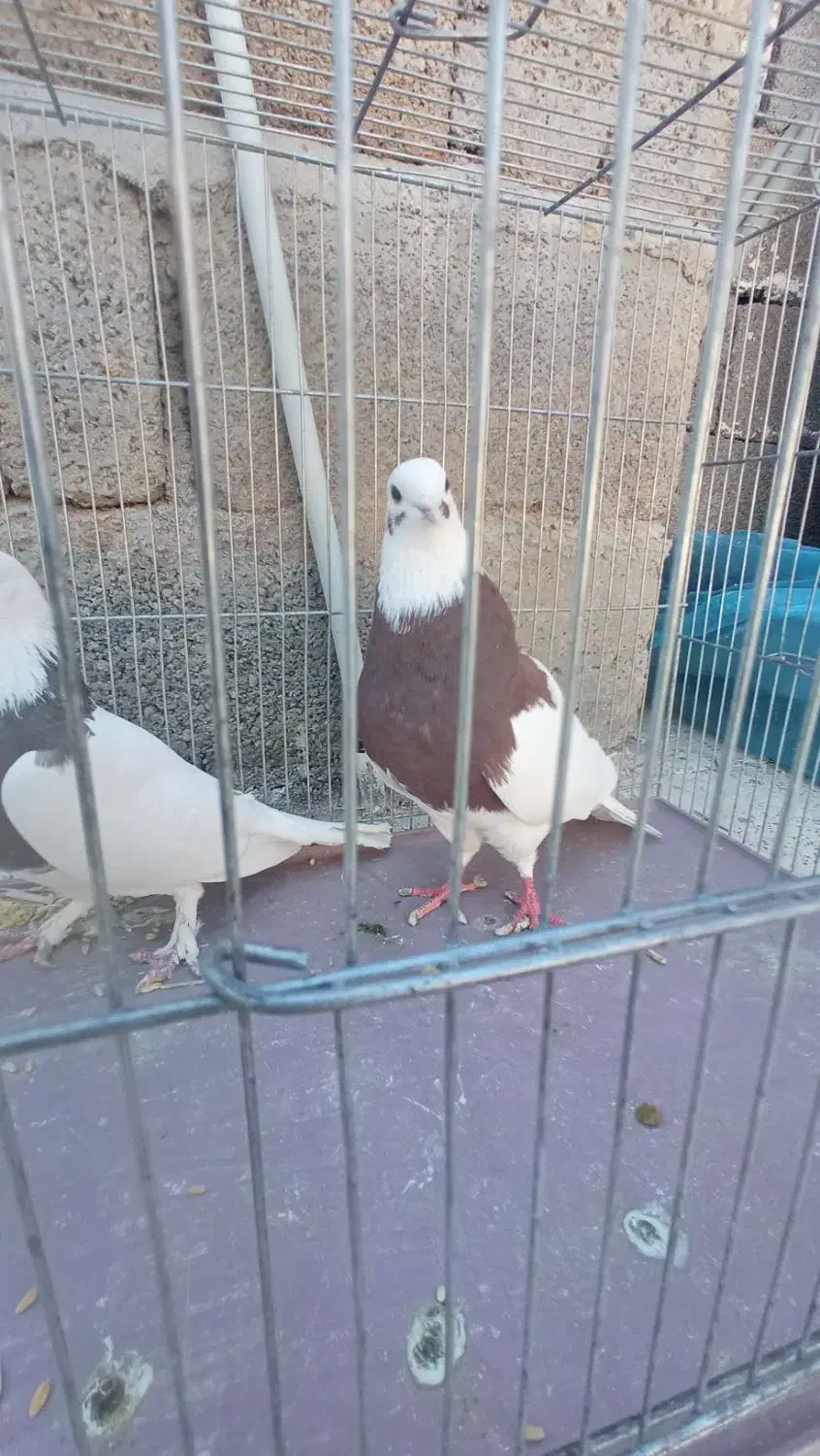 ماده طوقی|پرنده|ماهان, |دیوار