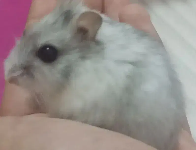 همستر کمپل نر سفید طوسی|موش و خرگوش|کرج, عظیمیه|دیوار