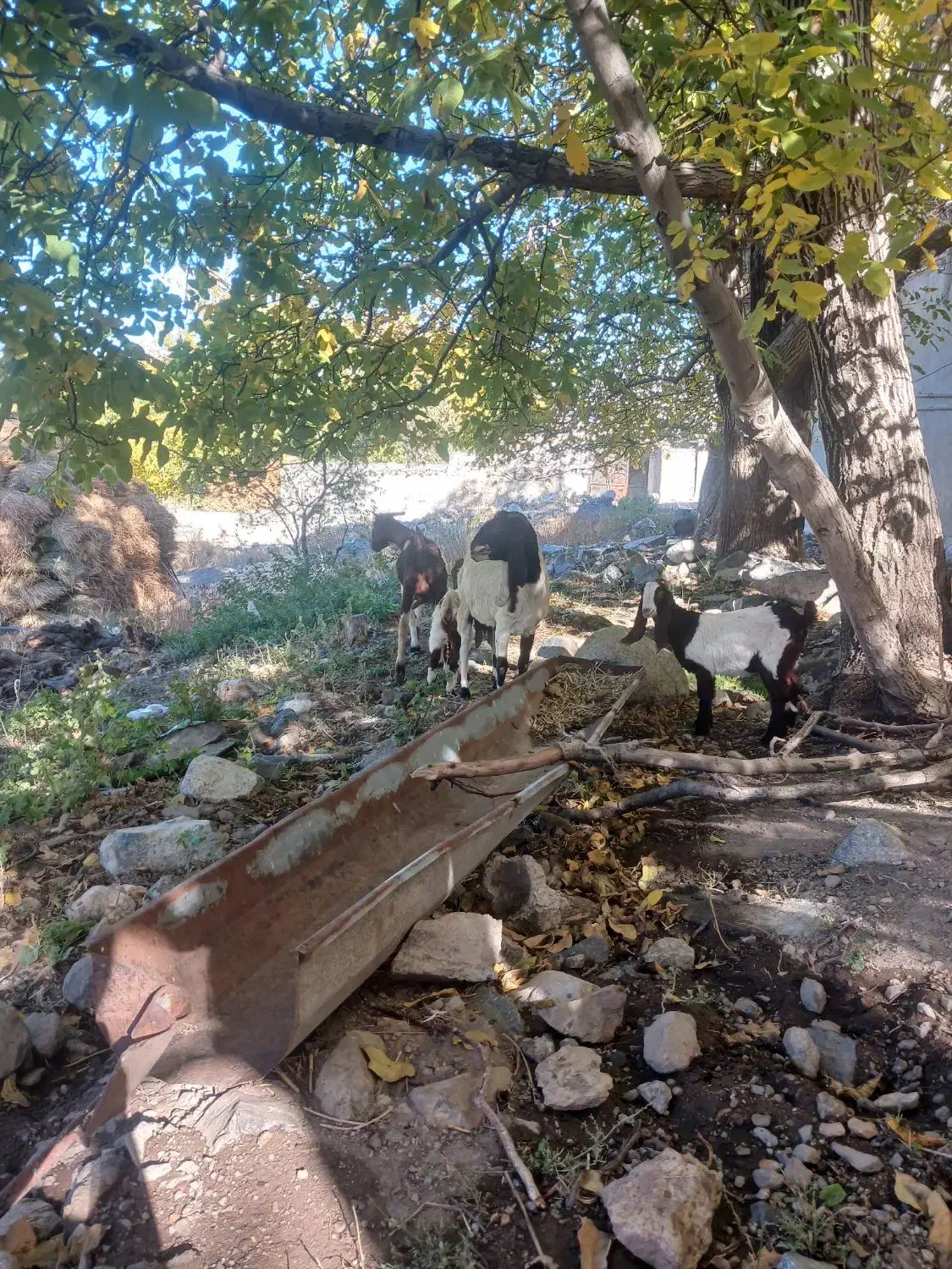 سلام دوعدد بز پاکستانی با بزغاله اش|حیوانات مزرعه|سراب, |دیوار