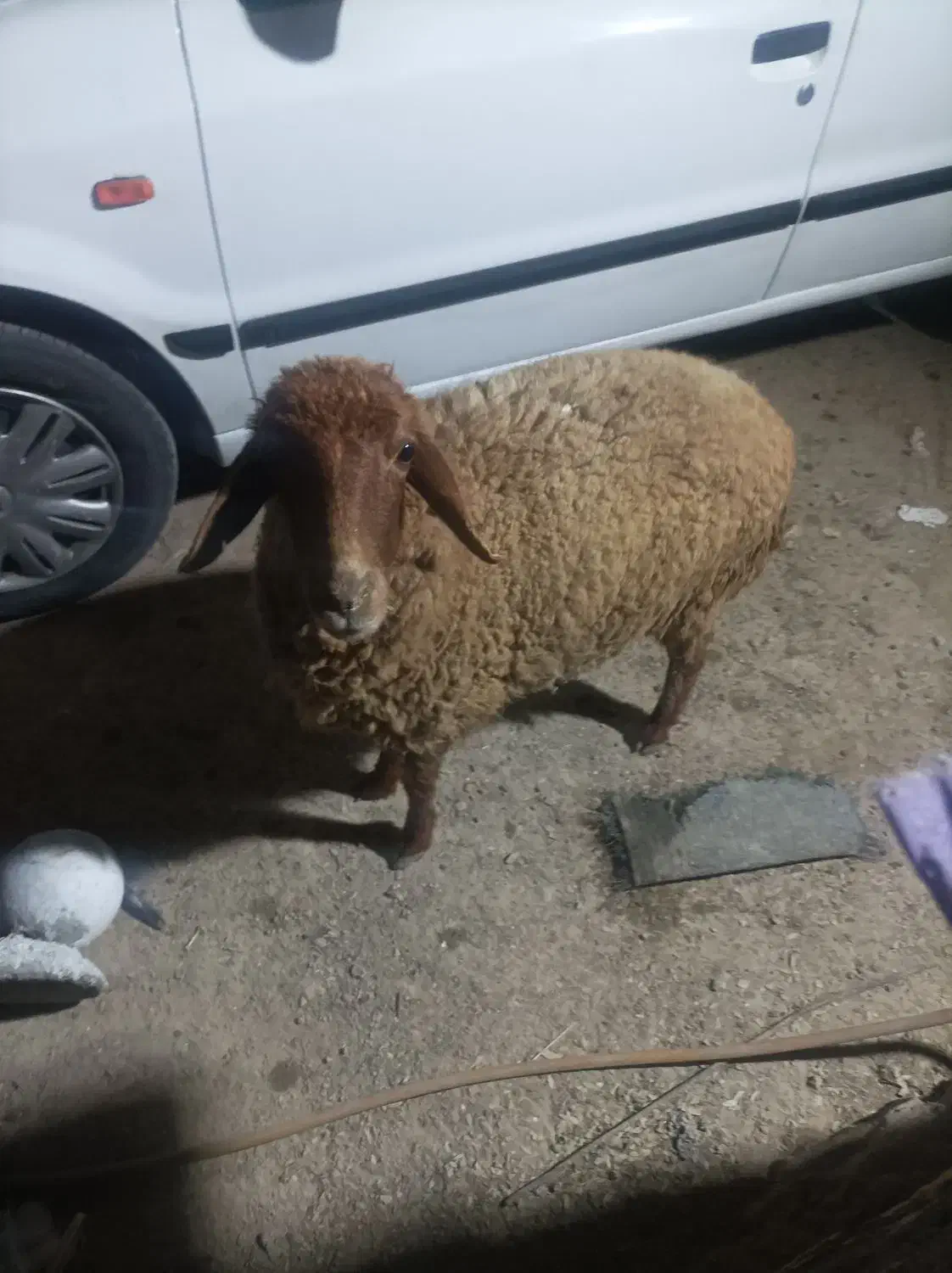 گوسفند|حیوانات مزرعه|هندیجان, |دیوار