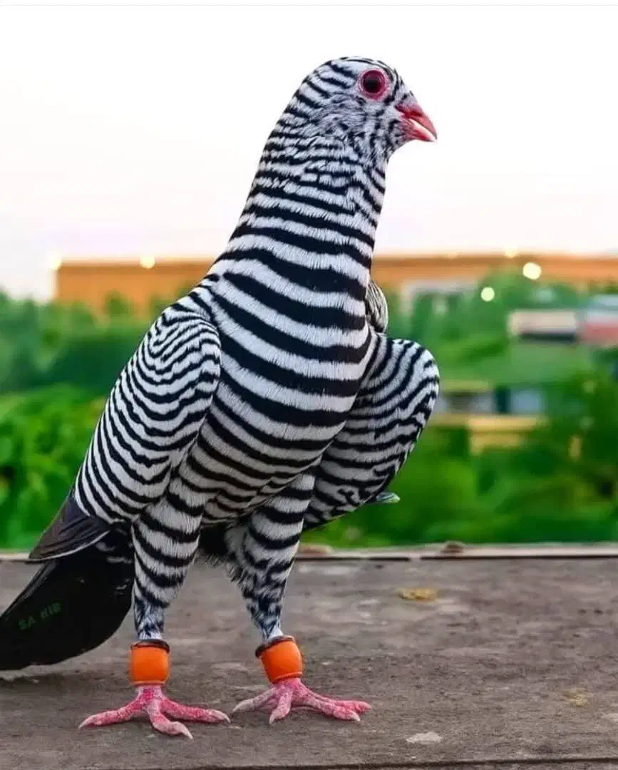 تعدادی کبوتر به رنگهای مختلف|پرنده|شیراز, غدیر شمالی|دیوار