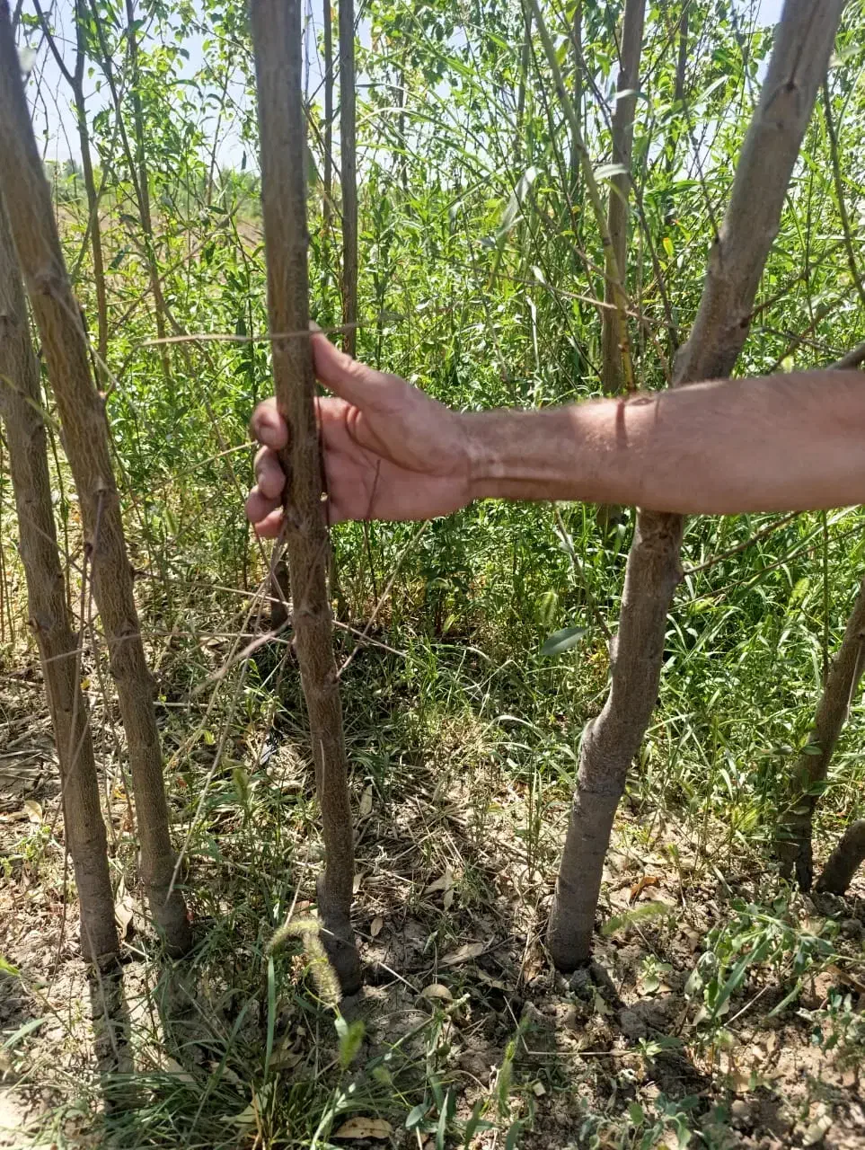 نهال های پر بار بادام ،باغ رویایی شما|خدمات باغبانی و درختکاری|دلیجان, |دیوار