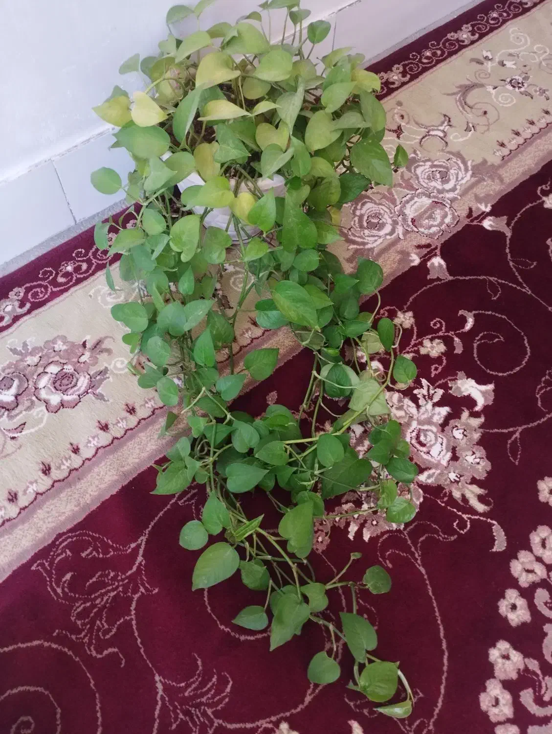 فروش گل|گل و گیاه طبیعی|لردگان, |دیوار