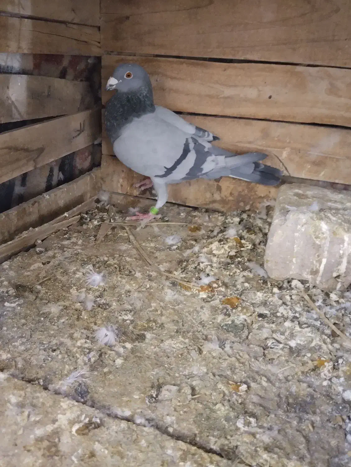 سبز پلاکی نر|پرنده|بم, |دیوار