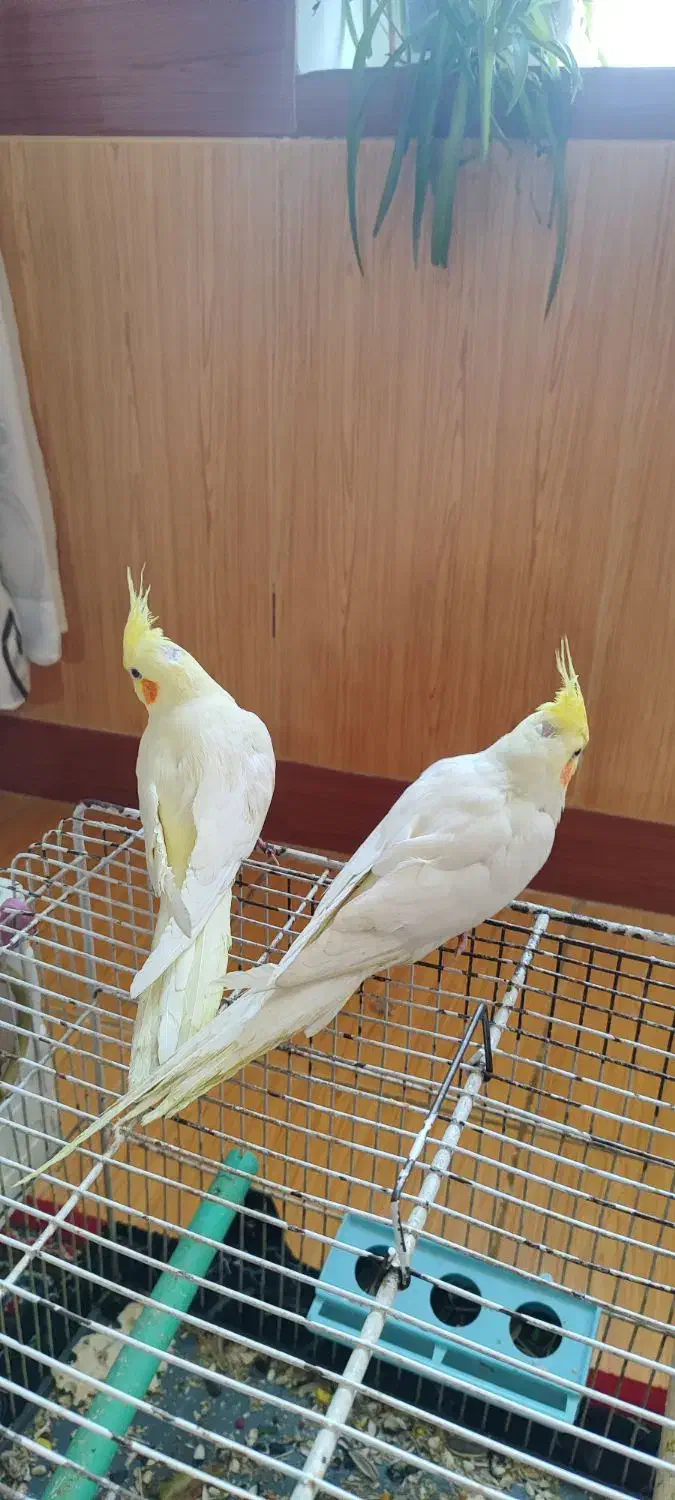 عروس هلندی|پرنده|ارومیه, |دیوار