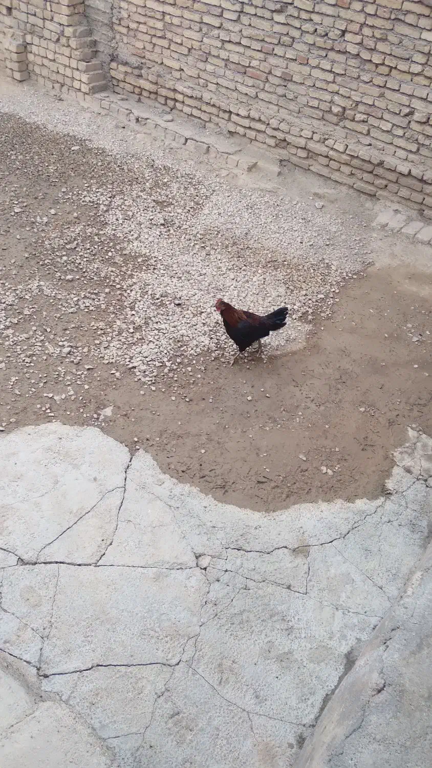 خروس جوان|حیوانات مزرعه|صحنه, |دیوار